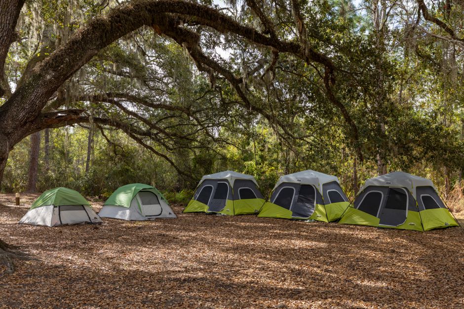 Tents pitched in a forest campsite